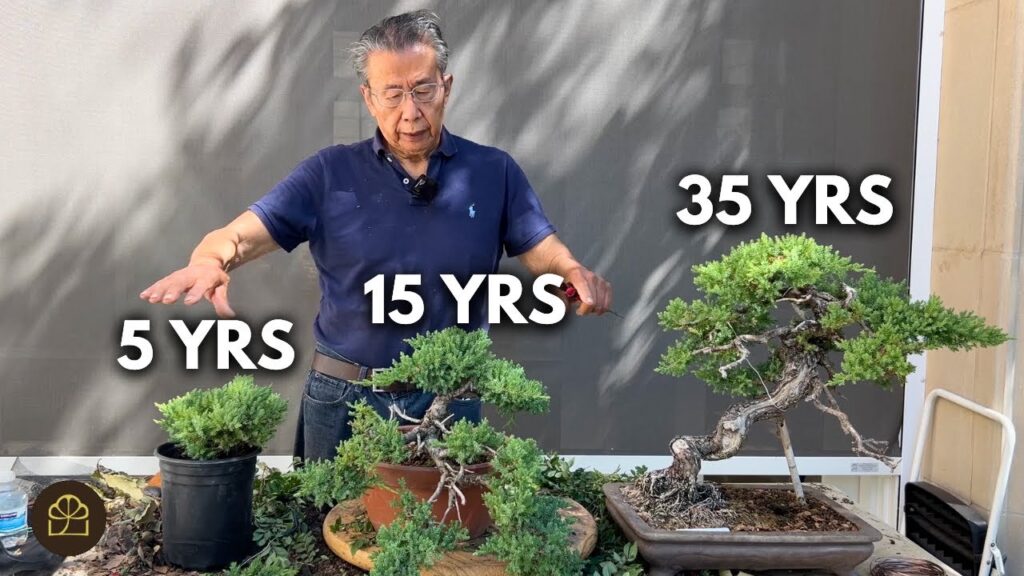 Working on Bonsai of Different Ages: What Changes Over Time