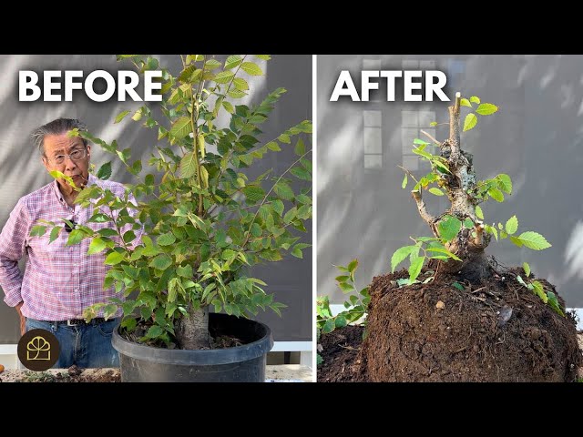 Turn a Sapling into a Bonsai: 3 Step Beginner Method