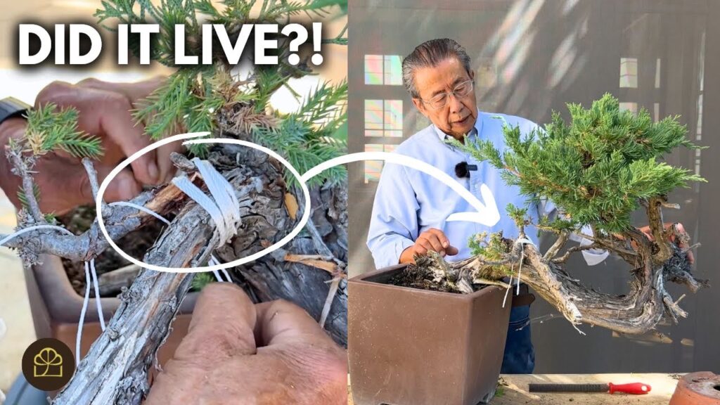Bonsai Rescue: Revive an Almost Dead Bonsai