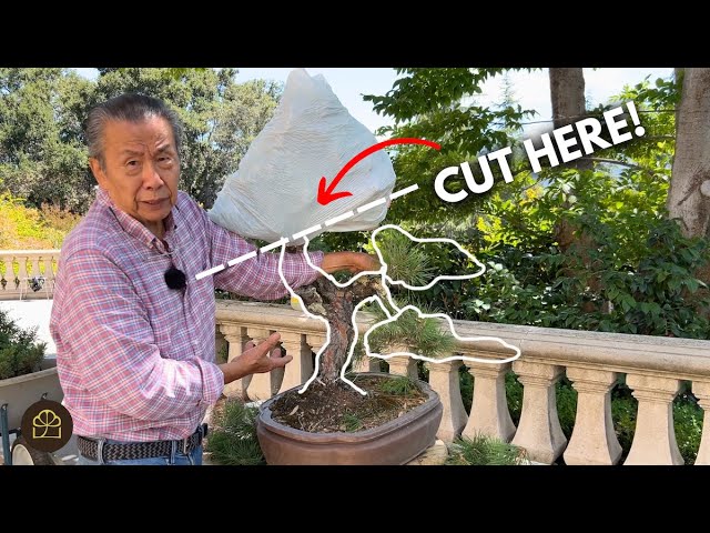 How to Grow Bonsai Like a Pro (Mindset + Method)