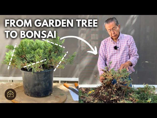 Yamadori Bonsai Shaping: Cutting and Styling Collected Trees