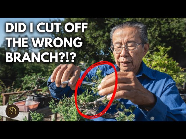 Bonsai Pruning Fear: How to Cut Without Panic