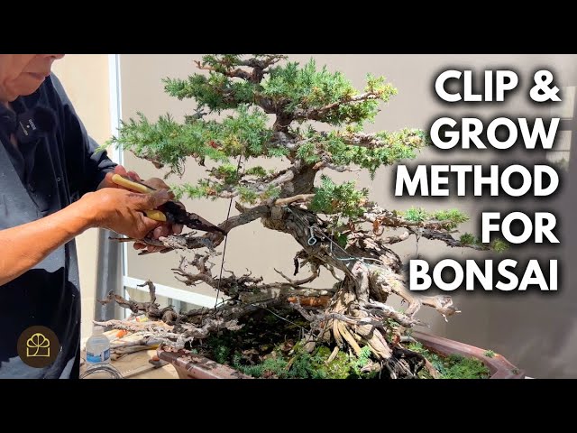Clip and Grow Bonsai Method Explained (When to Use It)