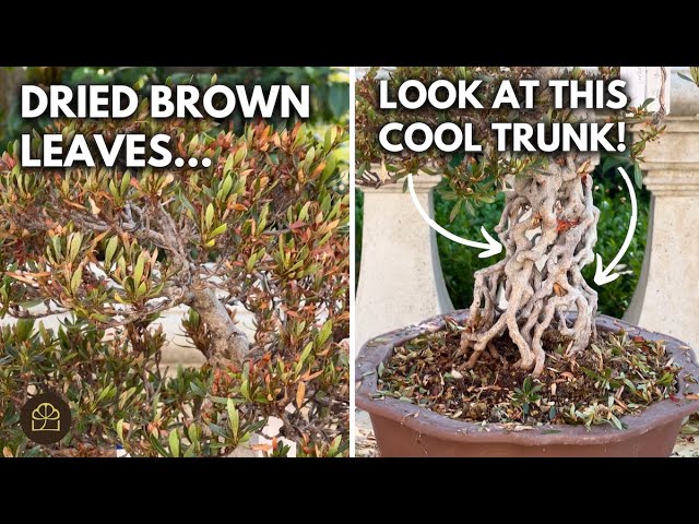 Azalea Bonsai Rescue: Save and Restore a Sunburnt Azalea