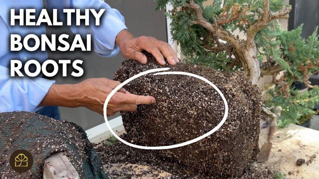 Bonsai Q&A: Root Health, Care, and Common Questions