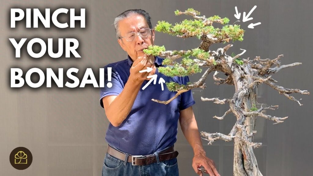 How to Keep Your Bonsai Looking Good All the Time (Maintenance Routine)