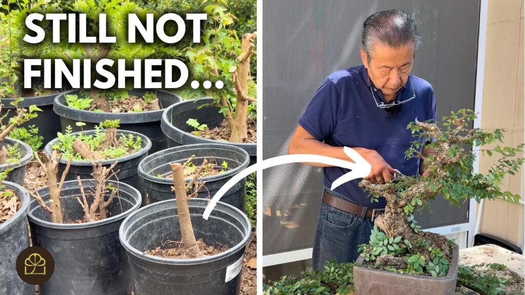 A Finished Bonsai Is a Dead Bonsai: Why Bonsai Is Never “Done”