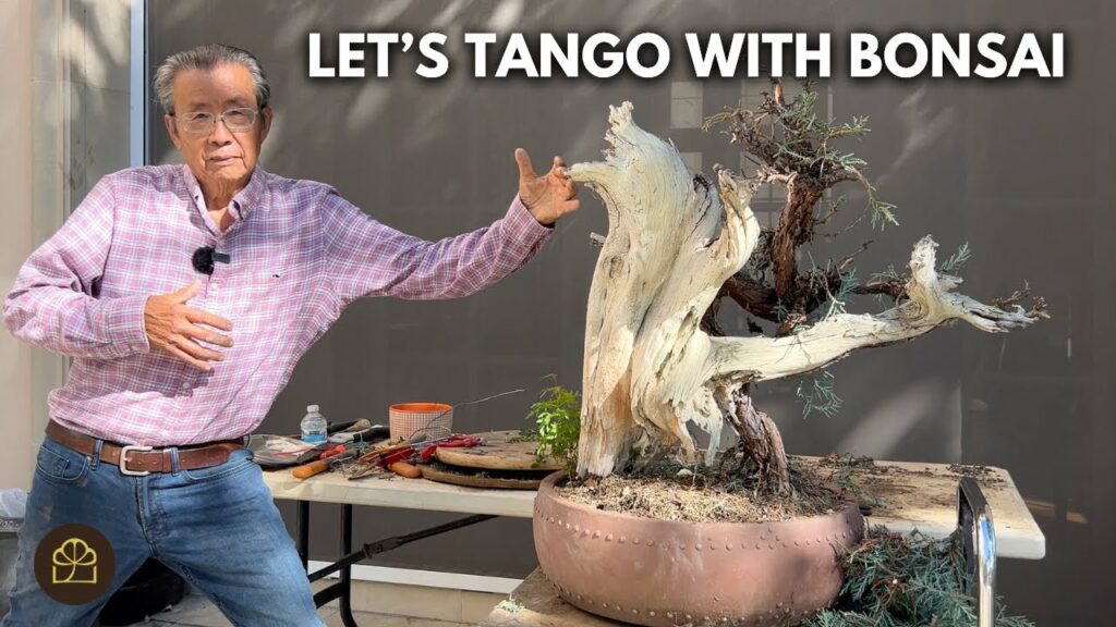 Sierra Juniper Bonsai Transformation: 750–1000 Year Old Yamadori