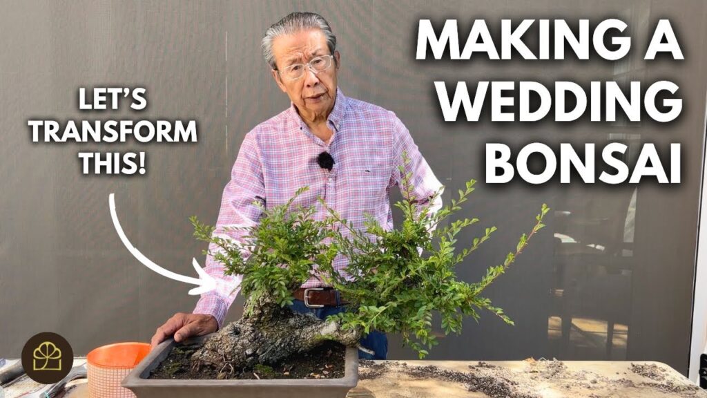 Bonsai Wedding Gift Idea: Create a Living Bonsai Heirloom