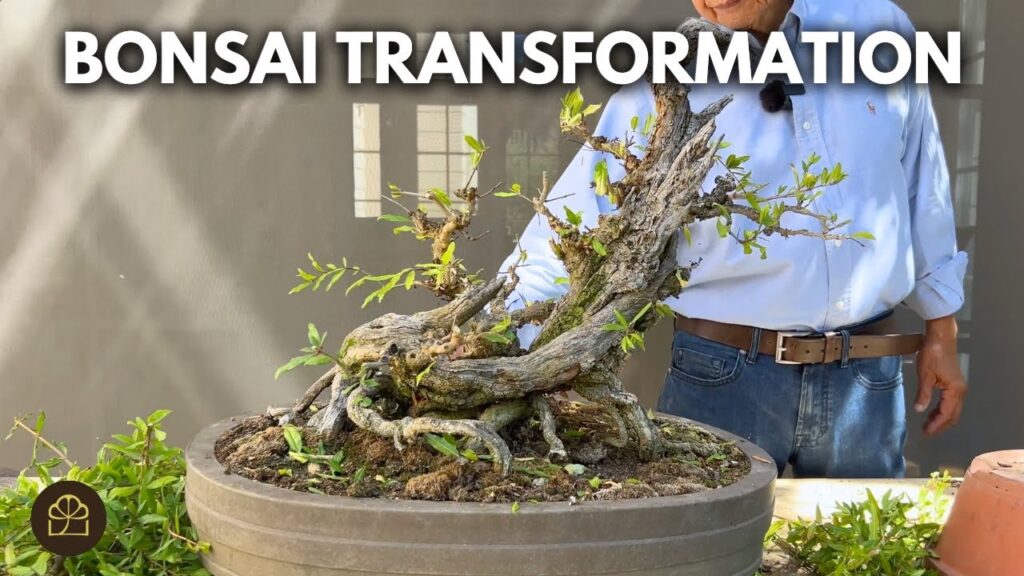 Bonsai Transformation Reveal: Does This Bonsai Look Like a Beast?