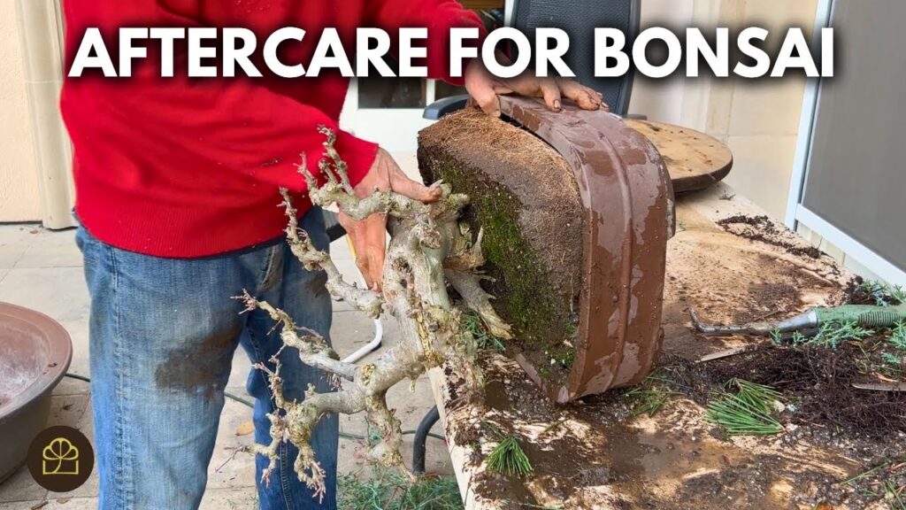 How to Cut a Bonsai Without Killing It (Aftercare Essentials)