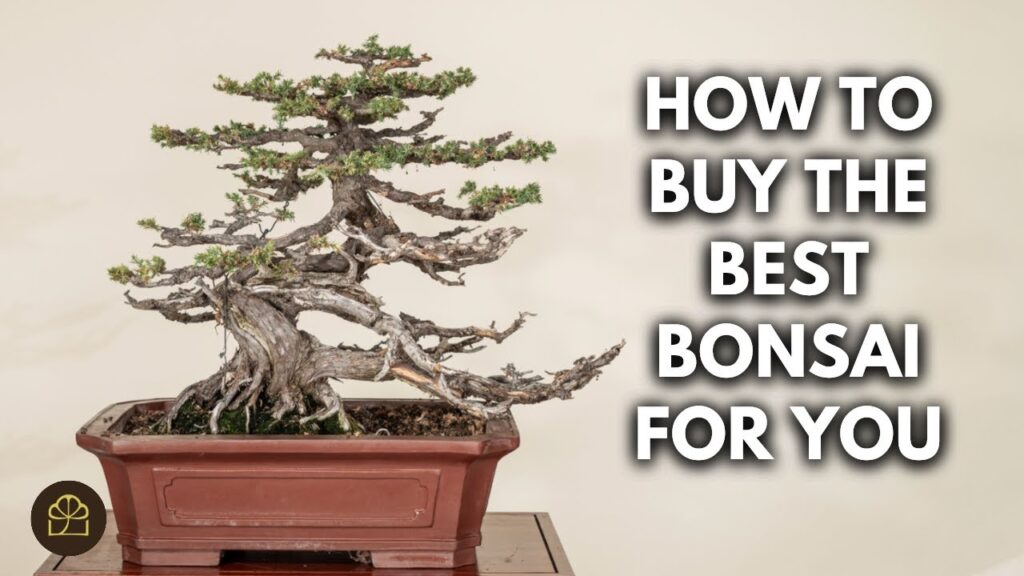 First Bonsai Buying Guide: How to Choose a Quality Bonsai