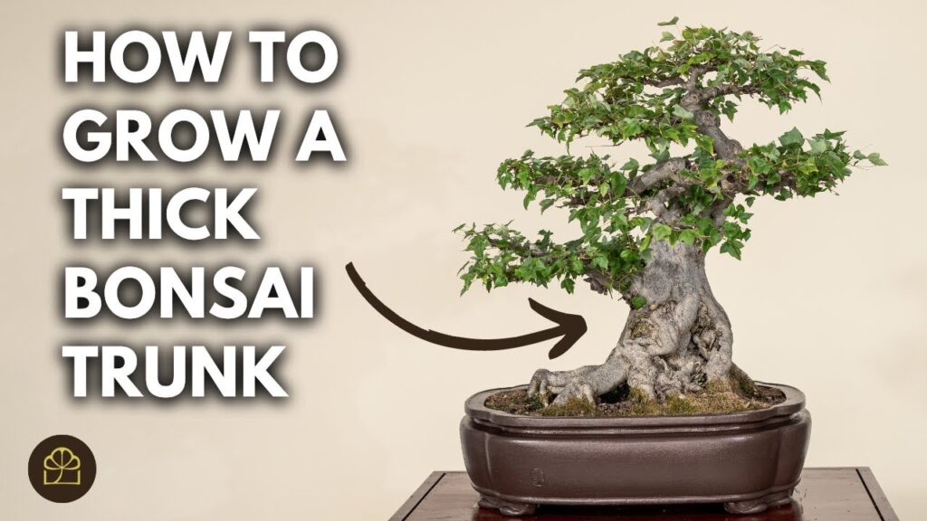 Thicken a Bonsai Trunk Fast: Proven Techniques