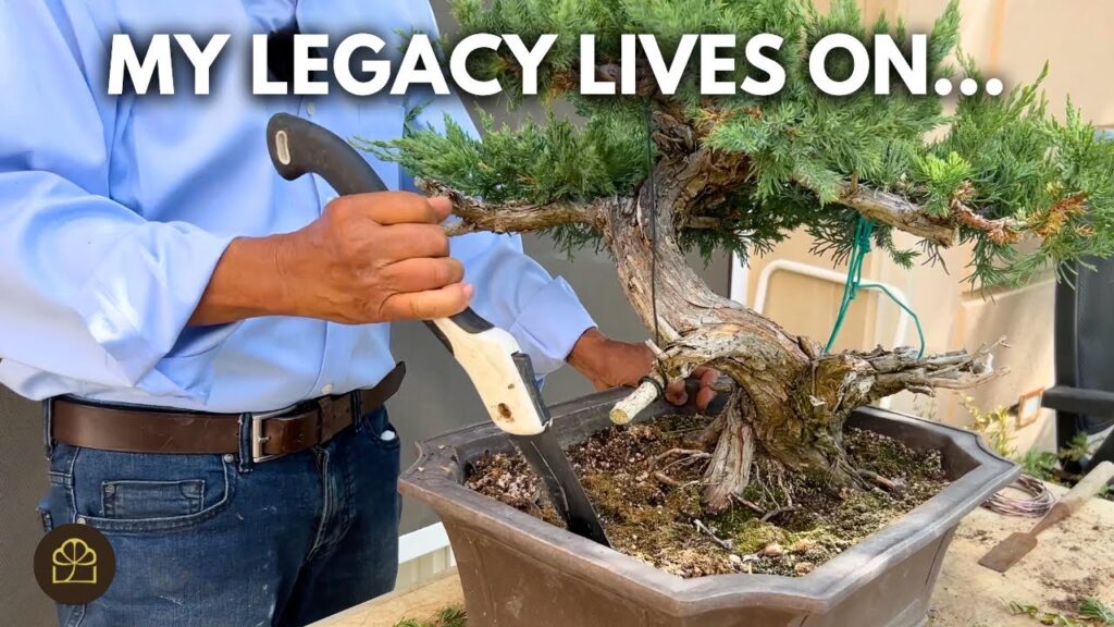 Passing Down a Bonsai Heirloom: Family Bonsai Legacy