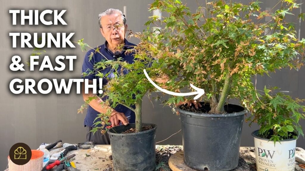 Nursery Stock Bonsai: Home Depot Bonsai 1-Year Update