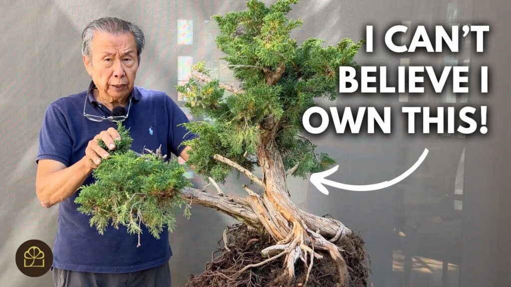 Shimpaku Juniper Bonsai: 100-Year-Old Transformation