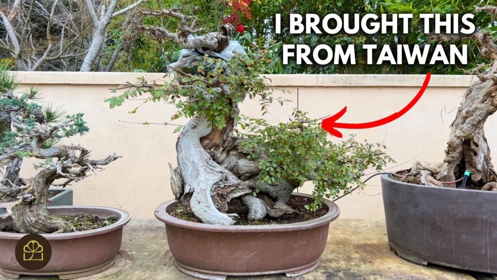 Milton’s Most Valuable Bonsai Tree (What Makes It Valuable?)
