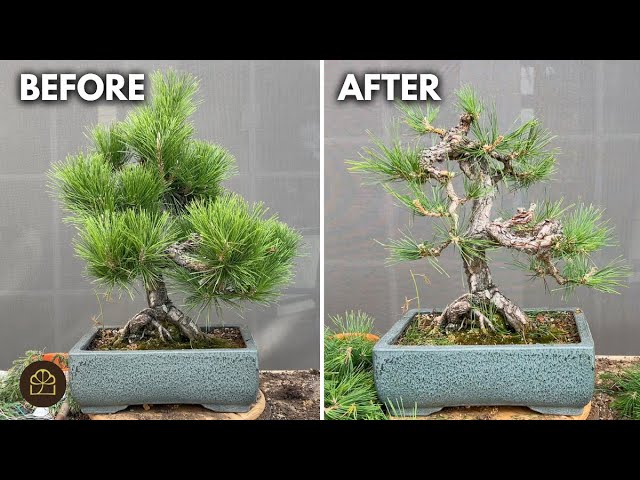 Japanese Black Pine Pruning (Branch-by-Branch)