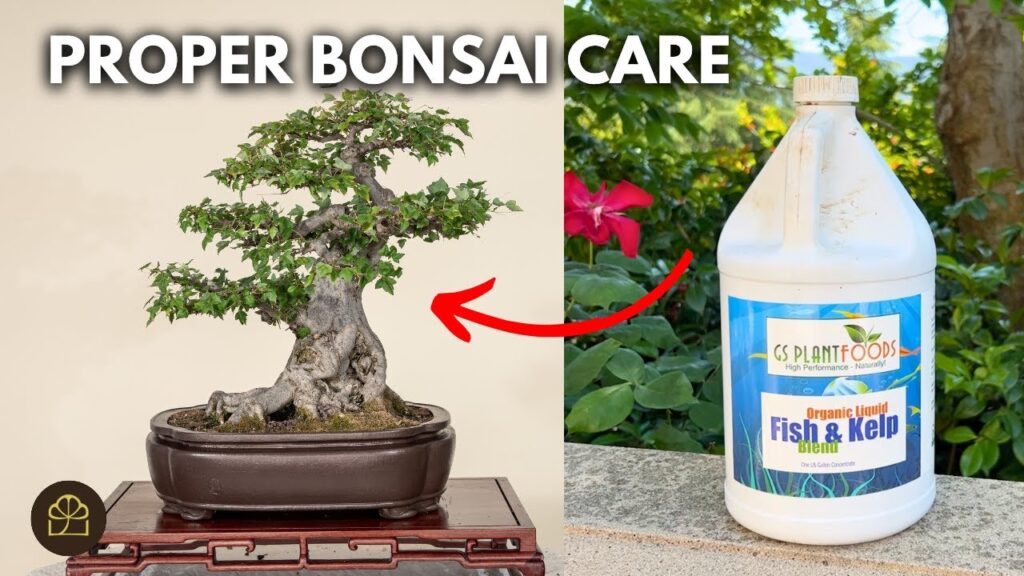 Overwatered or Underwatered Bonsai? How to Tell and Fix It