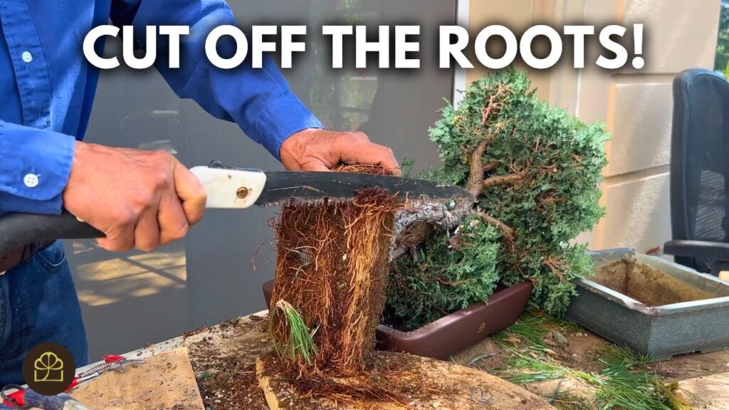 Cypress Bonsai Rootbound Fix: How to Correct Root-Bound Roots