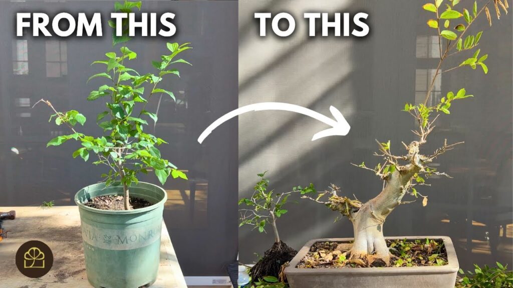 Chinese Hackberry Bonsai from Seedling: Growing Step-by-Step