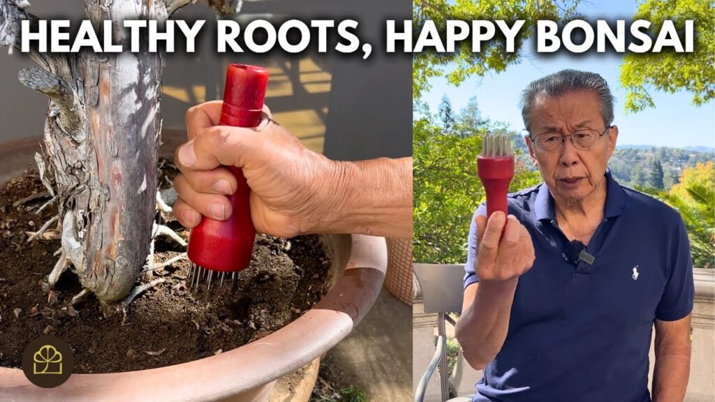 Aerating Bonsai Soil: How to Improve Root Health