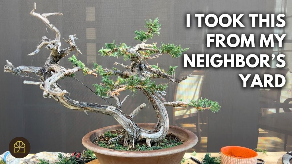 Juniper Bonsai from Hedge Cutting: Step-by-Step Transformation