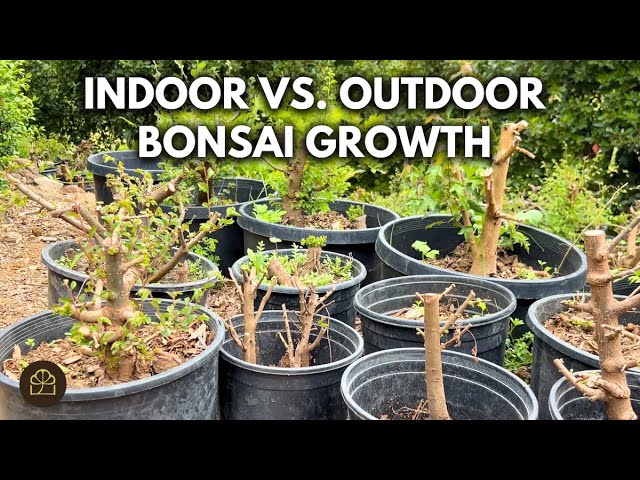 Indoor vs Outdoor Bonsai: Which Is Best for Your Tree?