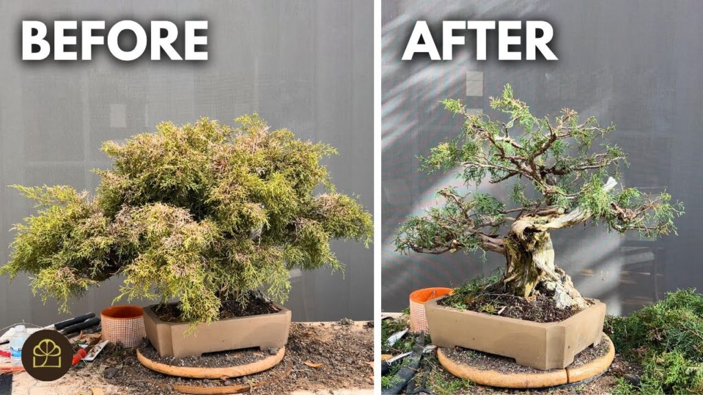 Juniper Bonsai Rescue: Revive an Overgrown Sunburned Juniper