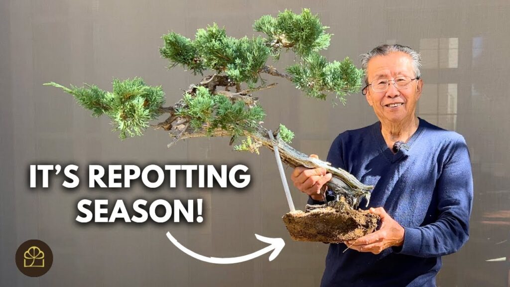 Repotting Juniper Bonsai in Fall: Best Practices for Healthy Growth
