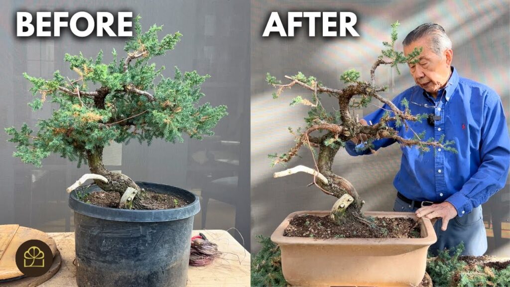 Landscaping Tree to Bonsai: Beginner-Friendly Transformation