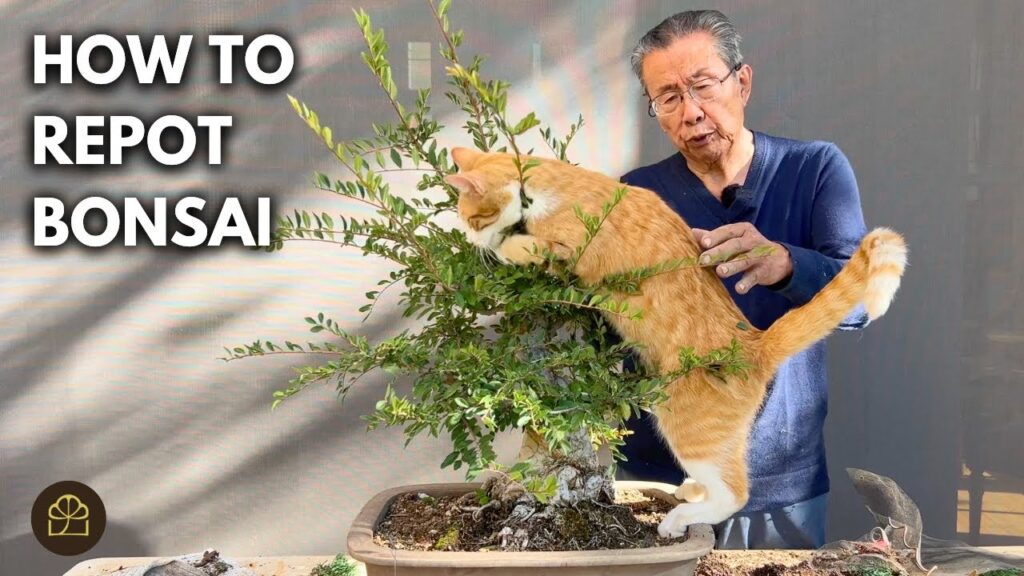 How to Repot a Chinese Elm Bonsai (Step-by-Step)
