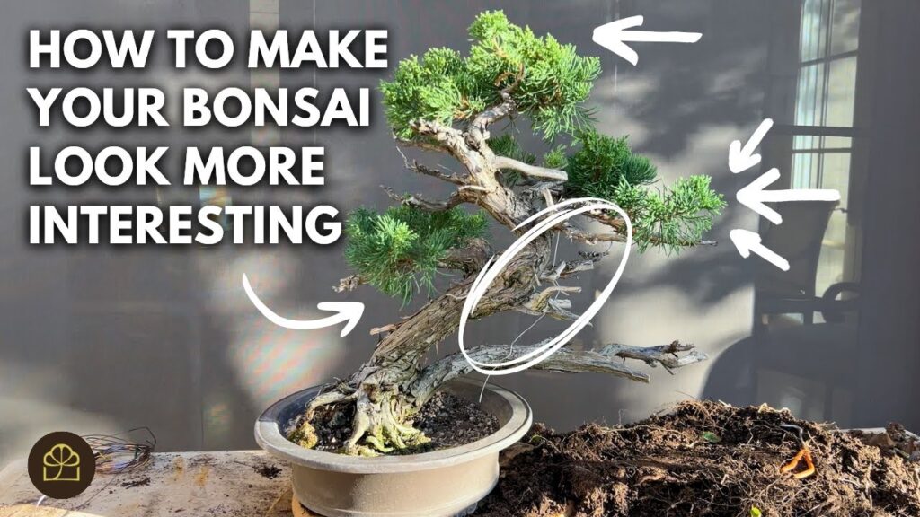 Bonsai Design Tips: Add Vignettes to Enhance Your Bonsai