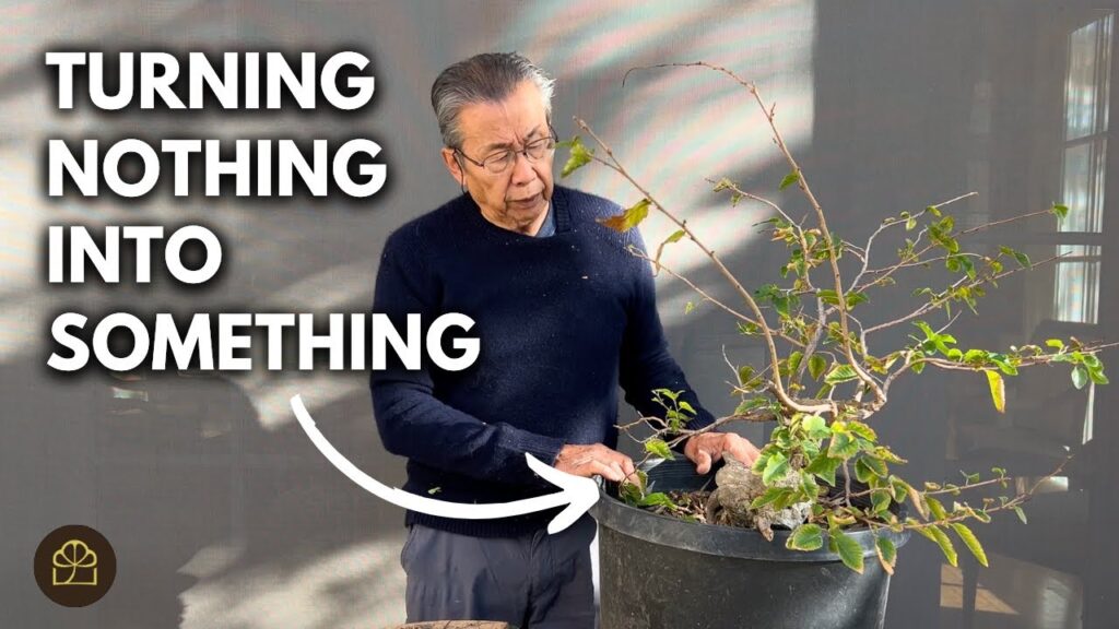 Stump Bonsai Transformation: From Trash to a Beautiful Bonsai