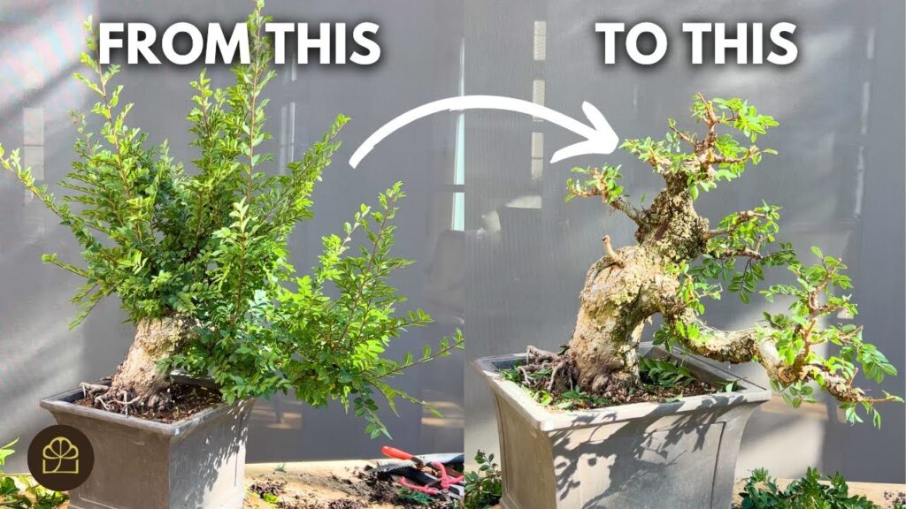 Cork Elm Bonsai Pruning Guide (Step-by-Step)