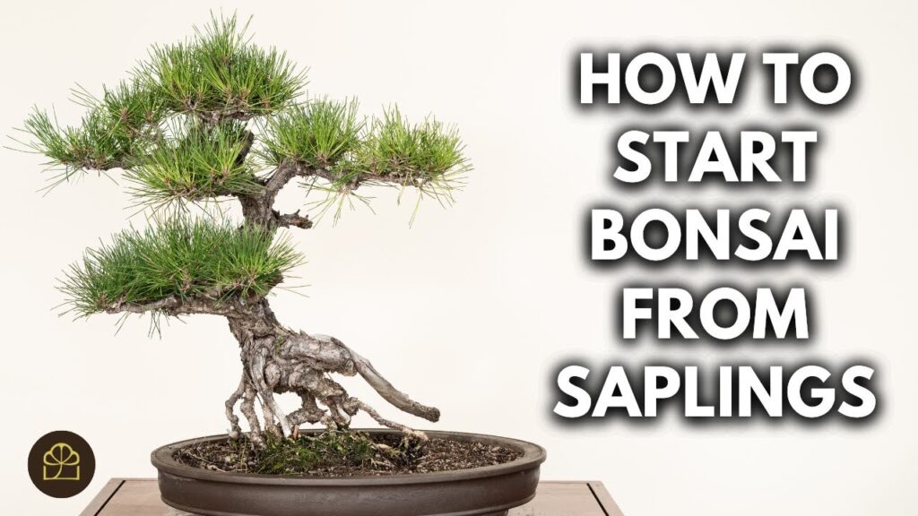 Small Bonsai Care: Watering and Maintenance Guide