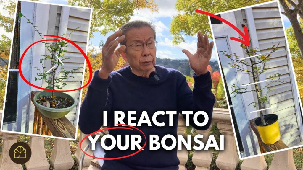 Bonsai Critique & Tips: Milton Reacts to Viewer Bonsai