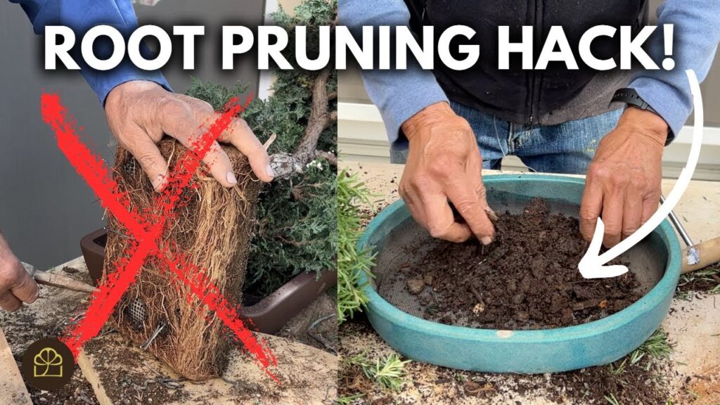 Rootbound Bonsai Fix: How to Prevent and Treat Rootbound Roots