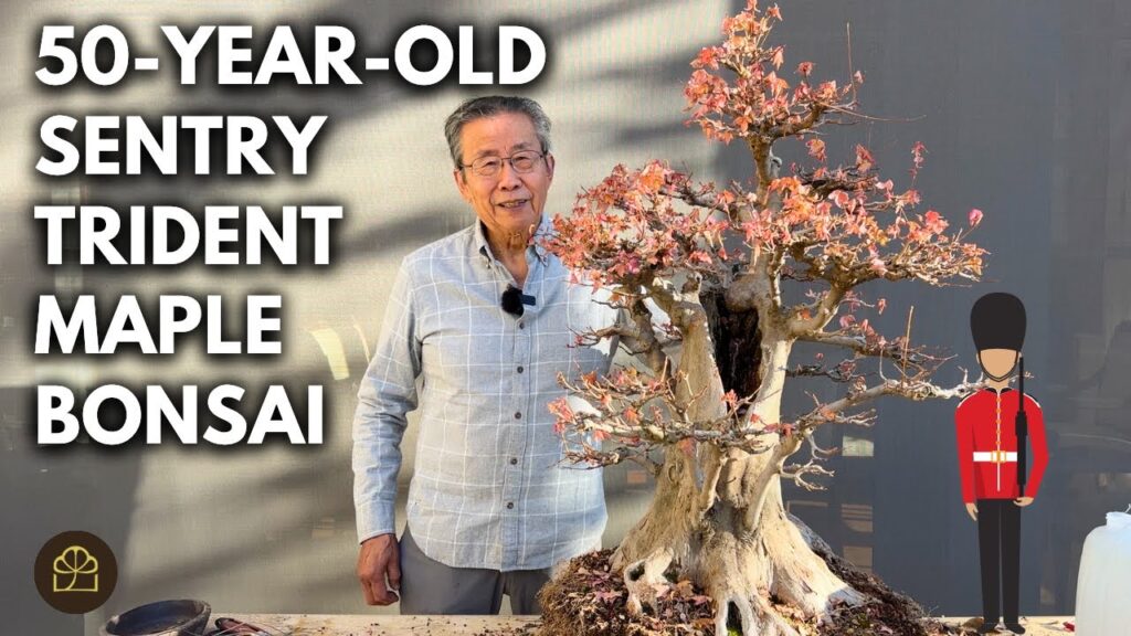 Bonsai Design Principles for Beginners (Simple Rules That Work)