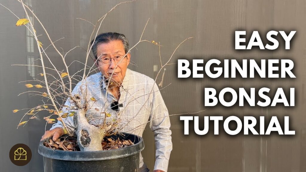 Stump to Bonsai: How to Turn a Plain Stump into Bonsai in 3 Years