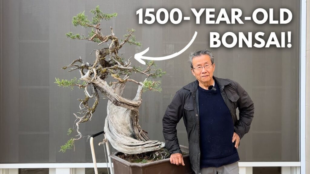 Yamadori Juniper Bonsai Transformation: 1500-Year-Old California Juniper