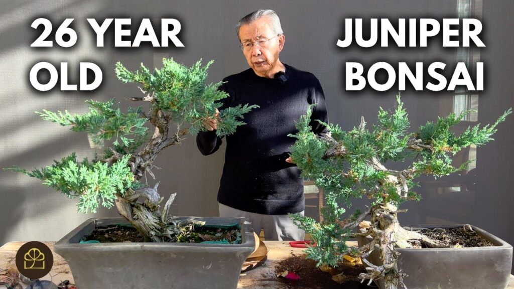 Juniper Bonsai Guide: Everything You Need to Know (Care + Styling)
