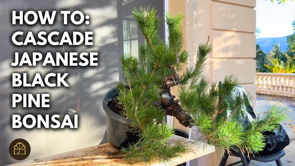 Japanese Black Pine Cascade Bonsai: Styling a Mature Pine
