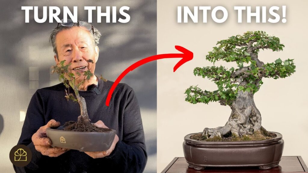 Small Bonsai for Beginners: How to Start and Maintain Mini Bonsai
