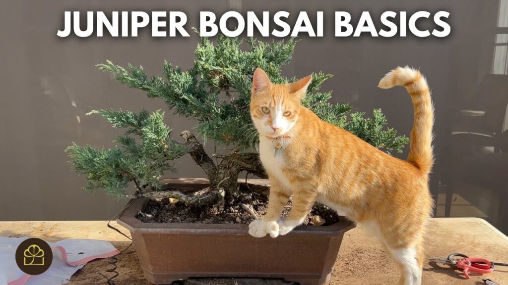 How to Prune a Juniper Bonsai (Beginner-Friendly Guide)