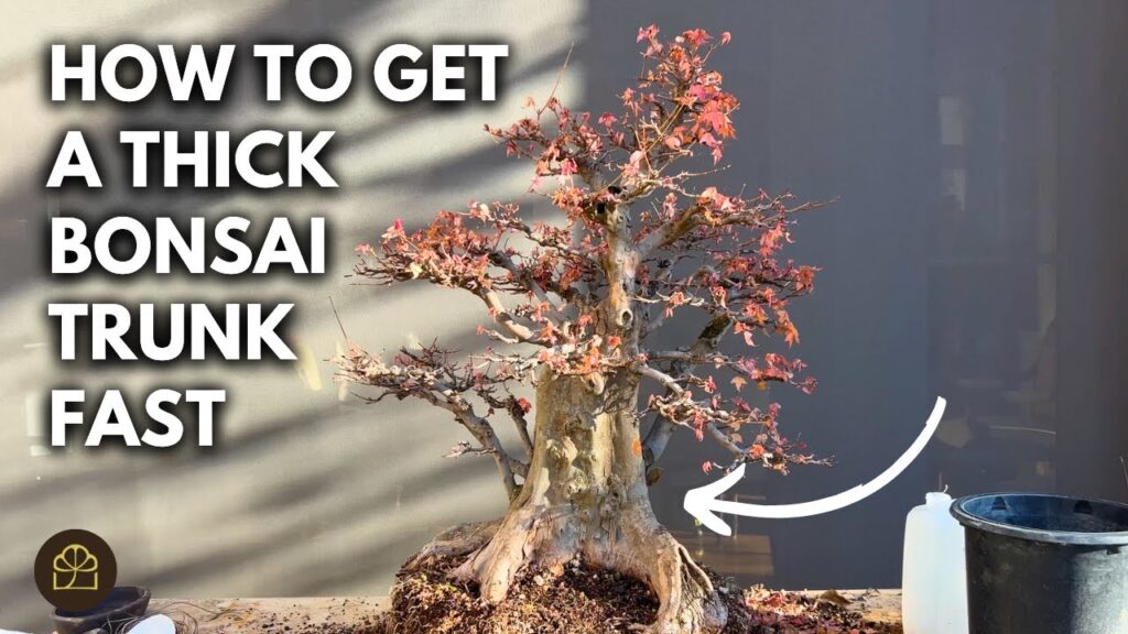 Thick Bonsai Trunk Fast: Easy Ways to Boost Trunk Growth