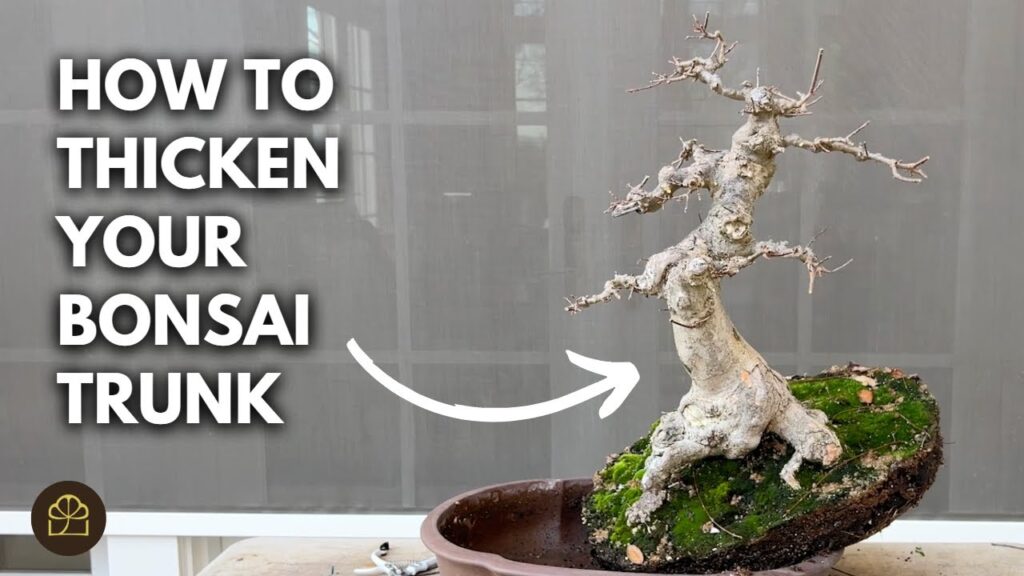 Bonsai Styling Basics: Create Taper, Thicken the Trunk, and Reposition