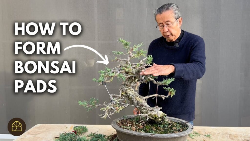 Bonsai Pruning Techniques: Make Your Tree More Presentable
