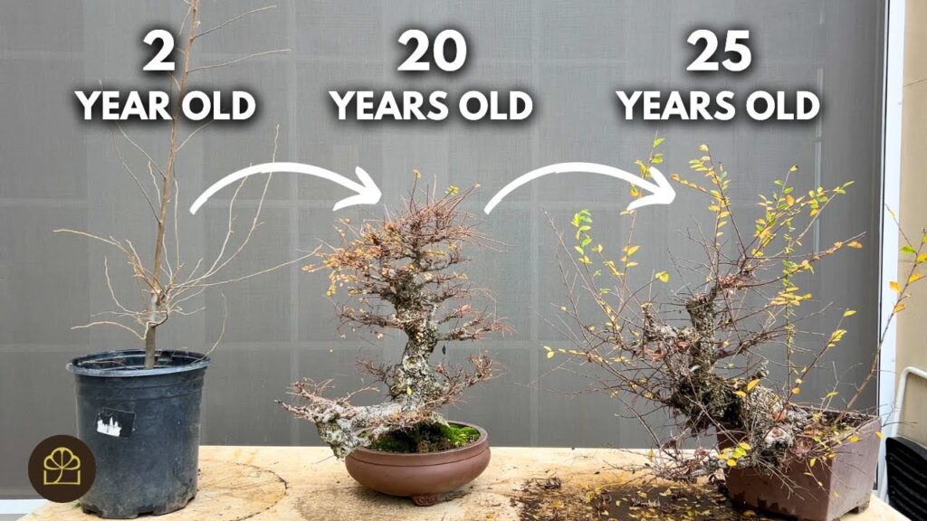 Cascade Bonsai from a Sapling: Step-by-Step Transformation