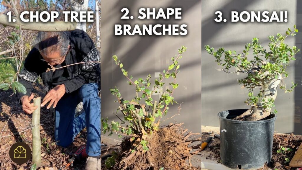 Oak Bonsai: 3 Steps to Turn a Garden Oak into Bonsai